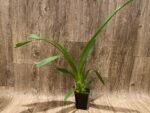 Beallara Snowblind ‘Sweet Spot’ (BS 3.5” pot) - Image 4