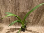 Beallara Snowblind ‘Sweet Spot’ (BS 3.5” pot) - Image 5