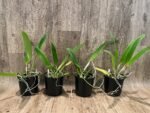 FRAGRANT- Cattleya quadricolor (chocoensis) x sib (5” Pot) - Image 2