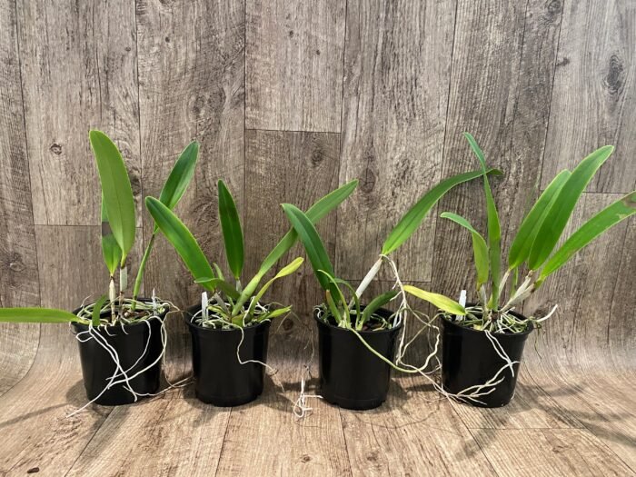 FRAGRANT- Cattleya quadricolor (chocoensis) x sib (5” Pot) - Image 2
