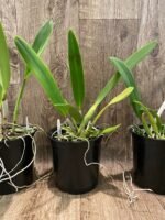 FRAGRANT- Cattleya quadricolor (chocoensis) x sib (5” Pot) - Image 5
