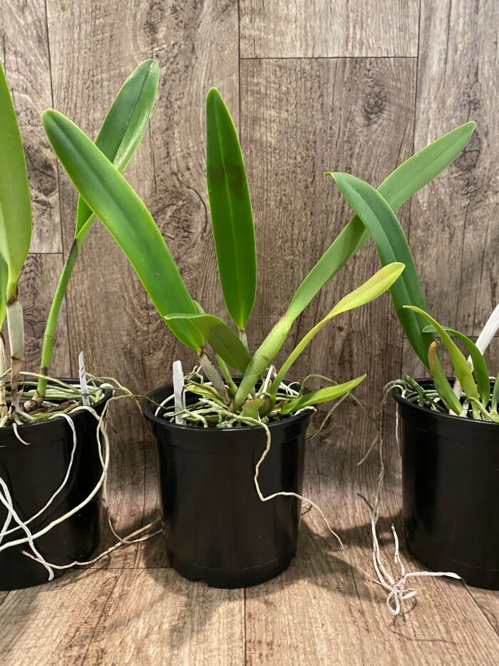 FRAGRANT- Cattleya quadricolor (chocoensis) x sib (5” Pot) - Image 5