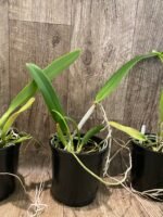 FRAGRANT- Cattleya quadricolor (chocoensis) x sib (5” Pot) - Image 6