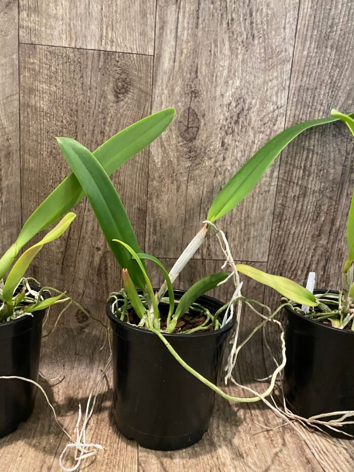 FRAGRANT- Cattleya quadricolor (chocoensis) x sib (5” Pot) - Image 6