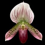 IN BLOOM Paph. Maudiae Pink (3.5” Pot)