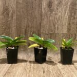 In Spike/Bud - Paph. Quintals Ruby (2” pot)