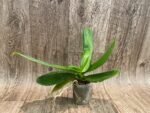 FRAGRANT Phalaenopsis I-Hsin Colorful Runner (3.5" pot) - Image 3