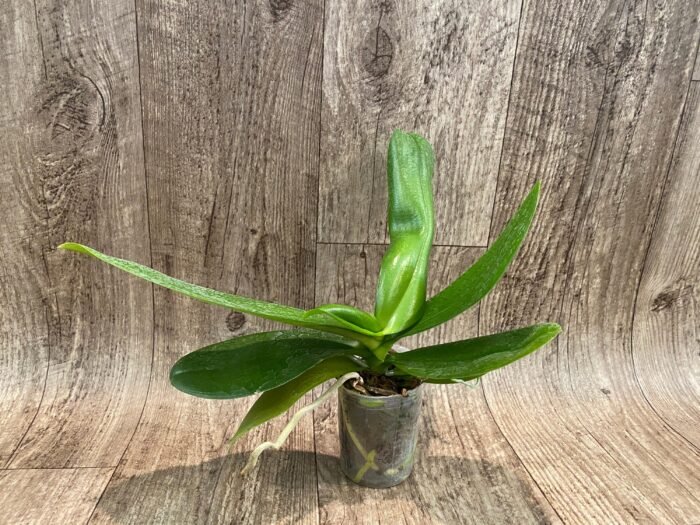 FRAGRANT Phalaenopsis I-Hsin Colorful Runner (3.5" pot) - Image 3