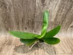 FRAGRANT Phalaenopsis I-Hsin Colorful Runner (3.5" pot) - Image 4