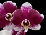 Phalaenopsis JC Stars Shining "JCA108" (4.5" pot)