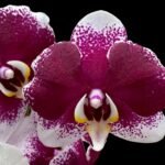Phalaenopsis JC Stars Shining "JCA108" (4.5" pot)