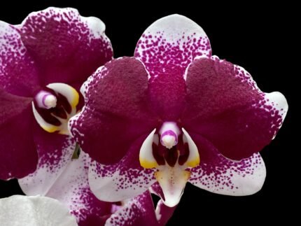 Phalaenopsis JC Stars Shining "JCA108" (4.5" pot)