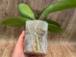 Phalaenopsis JC Stars Shining "JCA108" (4.5" pot) - Image 6