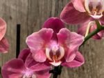 Phalaenopsis Large I-Hsin Fantasist Half Peloric (4.5" pot)