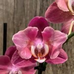 Phalaenopsis Large I-Hsin Fantasist Half Peloric (4.5" pot)