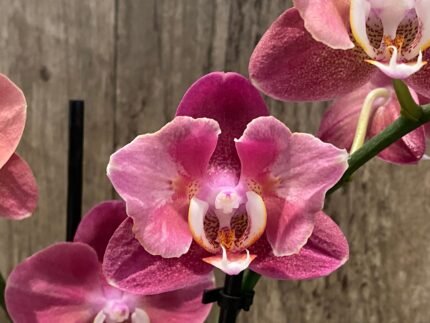 Phalaenopsis Large I-Hsin Fantasist Half Peloric (4.5" pot)
