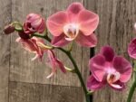 Phalaenopsis Large I-Hsin Fantasist Half Peloric (4.5" pot) - Image 6