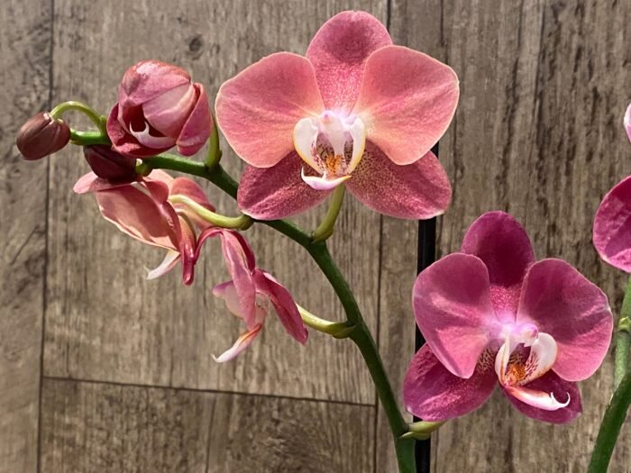 Phalaenopsis Large I-Hsin Fantasist Half Peloric (4.5" pot) - Image 6