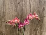 Phalaenopsis Large I-Hsin Fantasist Half Peloric (4.5" pot) - Image 7
