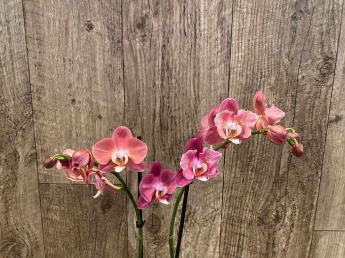 Phalaenopsis Large I-Hsin Fantasist Half Peloric (4.5" pot) - Image 7
