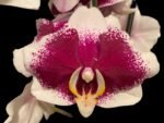 Phalaenopsis JC Stars Shining "JCA108" (4.5" pot) - Image 3