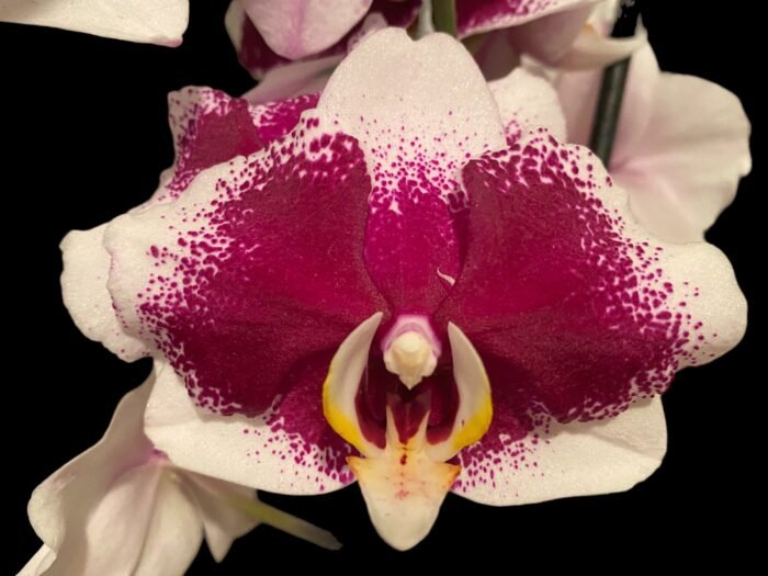 Phalaenopsis JC Stars Shining "JCA108" (4.5" pot) - Image 3