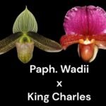 IN SPIKE  Paph. Wardil x King Charles (3.5” pot)
