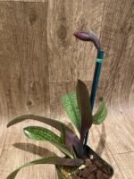 IN SPIKE Paph. King Charles x (Chou-Yi Citron × Arco Heart) (3.5” Pot) - Image 4