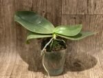 Phalaenopsis gigantea x sib (Silver Leaf, 3” pot) - Image 3