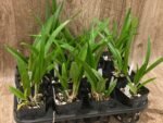 SALE Procavatola Key Lime Stars (Lime Sherbert x B. nodosa) (3.5" pot) - Image 6