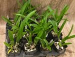 SALE Procavatola Key Lime Stars (Lime Sherbert x B. nodosa) (3.5" pot) - Image 3