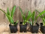 SALE Procavatola Key Lime Stars (Lime Sherbert x B. nodosa) (3.5" pot) - Image 8