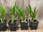 SALE Procavatola Key Lime Stars (Lime Sherbert x B. nodosa) (3.5" pot) - Image 7