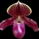 Paph. Henryanum 'Showshan') x (Chou-Yi Citron x Chiou-Yi Apple) (3.5” Pot)