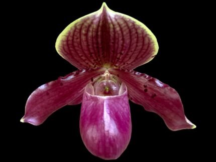 Paph. Henryanum 'Showshan') x (Chou-Yi Citron x Chiou-Yi Apple) (3.5” Pot)