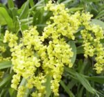 DOUBLE SPIKES Oncidium cheirophorum × sib (2” Pot)