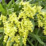 DOUBLE  SPIKES Oncidium cheirophorum × sib (2” Pot)