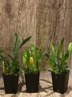 DOUBLE SPIKES Oncidium cheirophorum × sib (2” Pot) - Image 6
