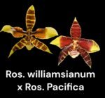 Rossioglossum williamsianum x Rossioglossum Pacifica (2” pot)
