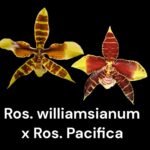 Rossioglossum williamsianum x Rossioglossum Pacifica (2” pot)