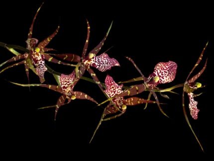 Degarmoara Pinot Princess ‘Nite Naulege’