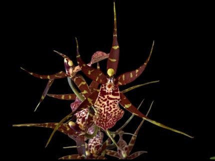 Degarmoara Pinot Princess ‘Nite Naulege’