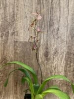 IN BLOOM Degarmoara Pinot Princess ‘Nite Naulege’ (3.5” Pot) - Image 8