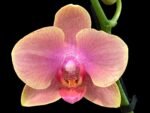 Phalaenopsis Phalaenopsis Sunflower Berry 2 Spikes (3.5” pot)