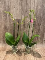 Phalaenopsis Phalaenopsis Sunflower Berry 2 Spikes (3.5” pot) - Image 3