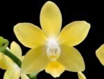 Fragrant - Phalaenopsis Lemon Drop 3 Spikes (3” pot)