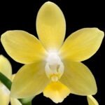 Fragrant - Phalaenopsis Lemon Drop 3 Spikes (3” pot)