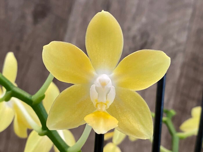 Fragrant - Phalaenopsis Lemon Drop 3 Spikes (3” pot) - Image 2