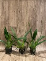 IN SPIKE - Oncidium Sharry Baby ‘Sweet Fragrant’ (3.5” Pot) - Image 3