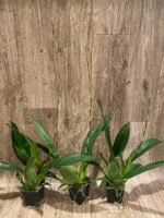 IN SPIKE - Oncidium Sharry Baby ‘Sweet Fragrant’ (3.5” Pot) - Image 4